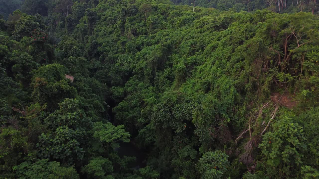 vuelo hacia adelante en el campuhan ridgewalk del bosque de la selva en indonesia mientras el atardecer, cámara lenta con espacio de copia