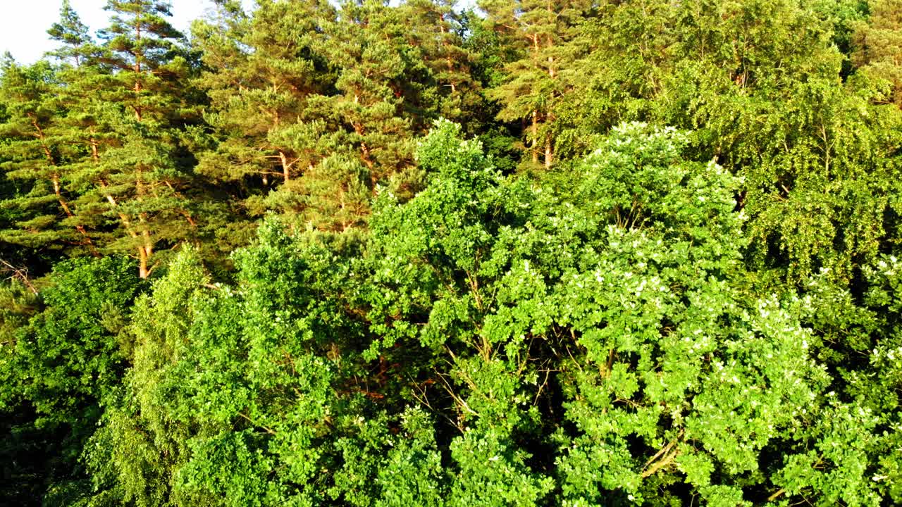 съемка с беспилотника польского бореального леса в округе померания