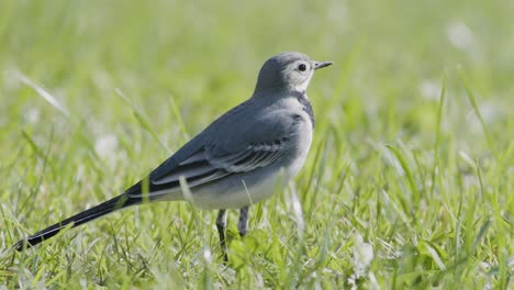 Bachstelze-Auf-Der-Suche-Nach-Nahrung-Fliegt-Im