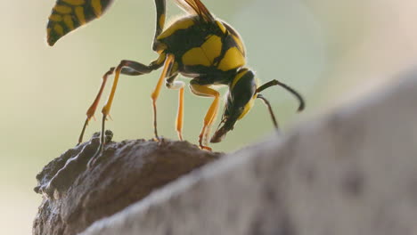 Leuchtend-Gelbes-Weibchen-Der-Schwarzen-Töpferwespe-Reinigt-Ihre-Mandibeln,-Nachdem-Sie-Ihre-Eier-Gelegt-Hat,-Und-Fliegt-Davon