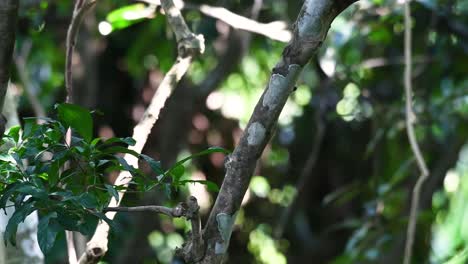 The-Northern-Pig-tailed-Macaque-is-a-primate-commonly-found-in-Khao-Yai-National-Park-though-it’s-a-Vulnerable-species