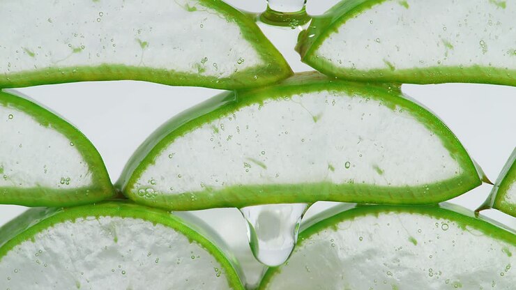 Close up of transparent extract gel flows through the aloe vera sliced on white background. Natural medical plant for organic cosmetics, alternative medicine