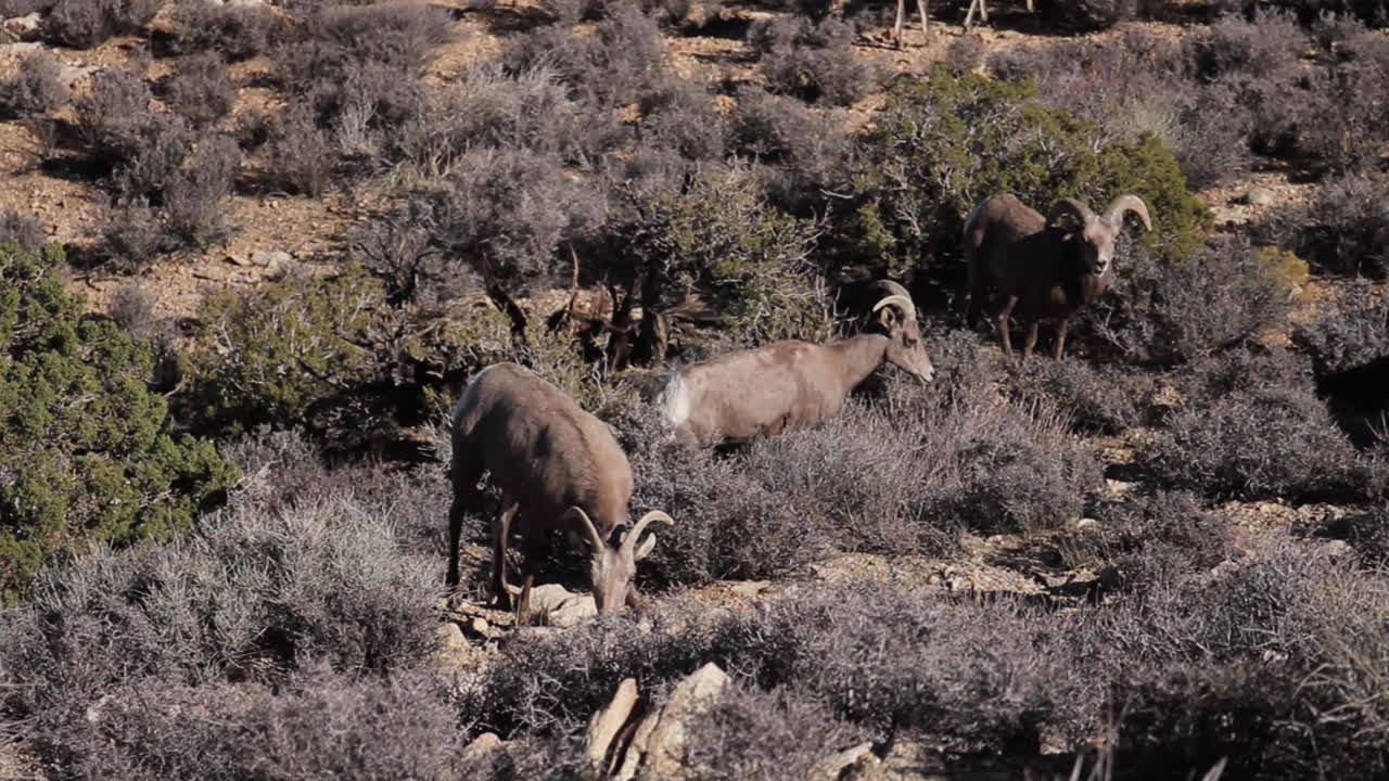 Bighorn sheep in the desert