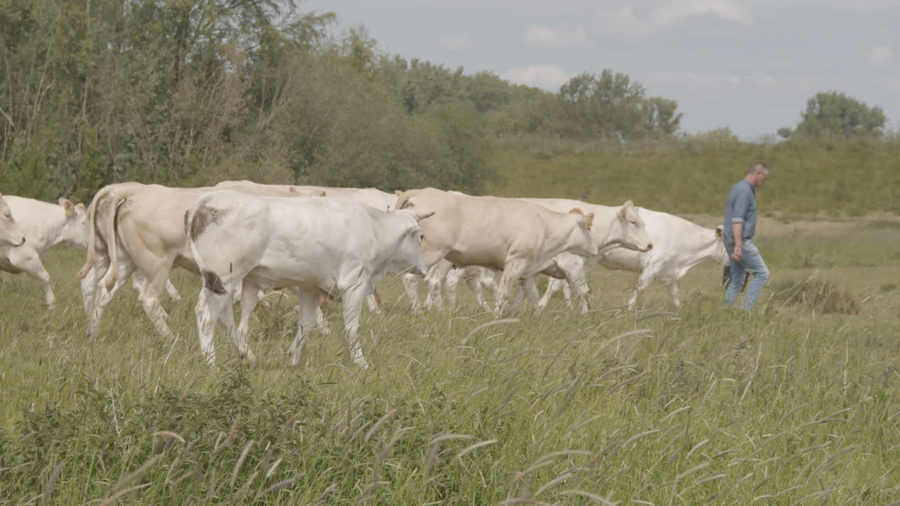 rebaño de vacas siguiendo a un granjero en un campo verde
