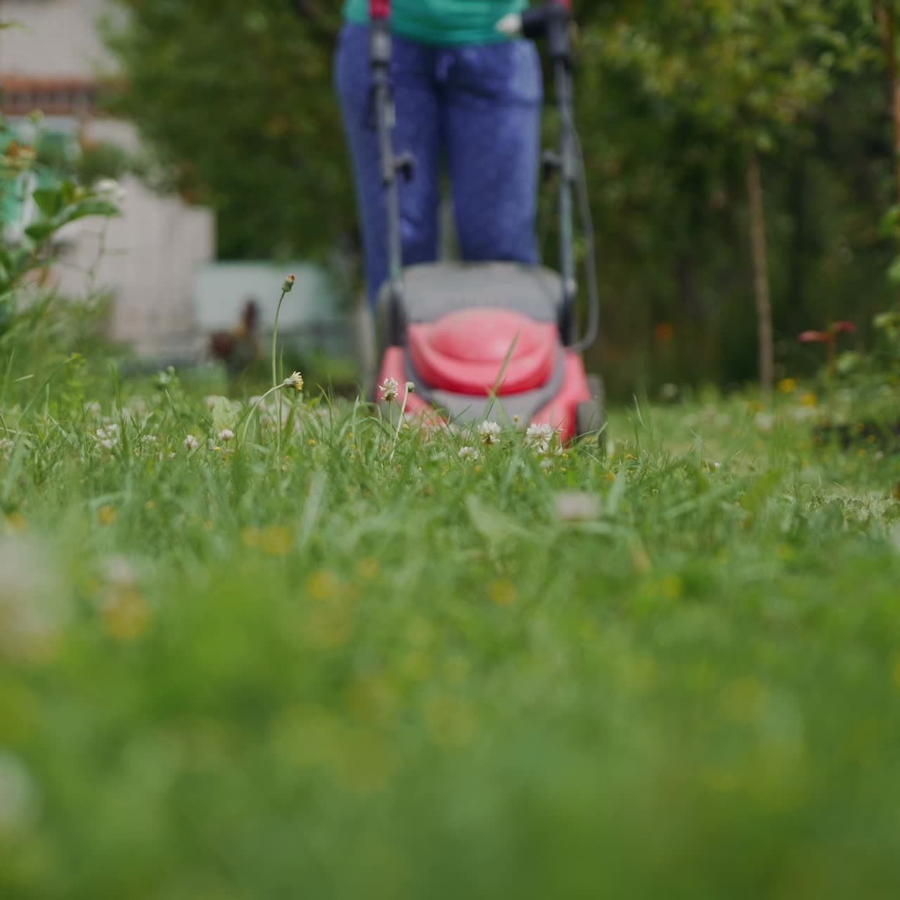 woman is mowing the grass with a lawnmower in the garden in the summer