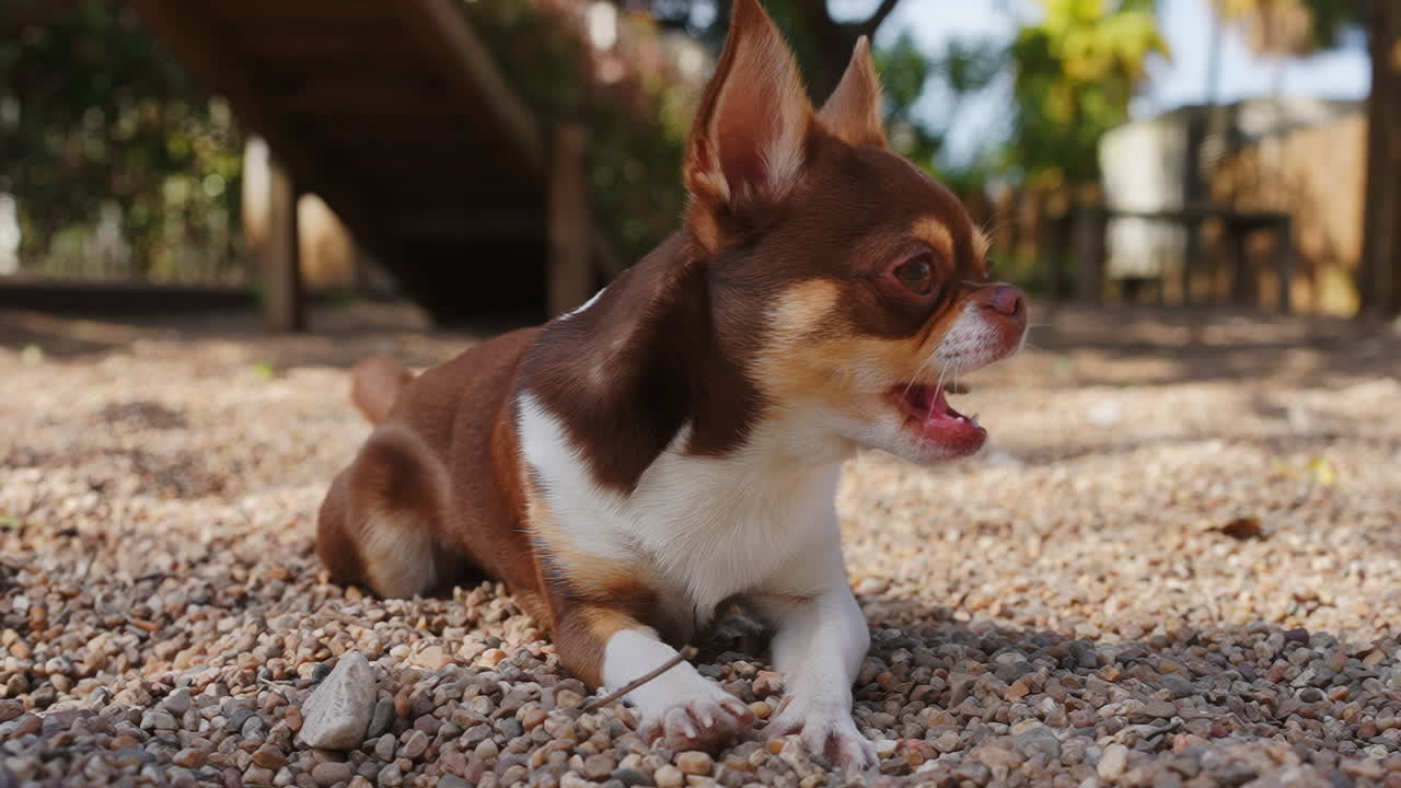 砂利の上で棒を嗅ぎ、噛んでいるかわいいチワワの子犬