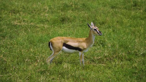 a young african deer eats green grass and looks around in the hot sun of the african savannah