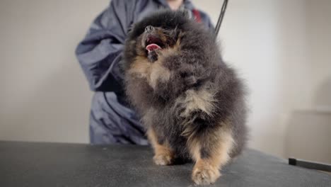una foto de cerca de un lindo perro sentado en la mesa