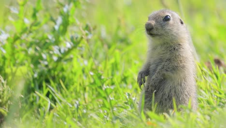 La-Ardilla-Terrestre-Del-Cáucaso-De-Montaña-O-La-Ardilla-Terrestre-De-Elbrus-(spermophilus-Musicus)-Es-Un-Roedor-Del-Género-De-Las-Ardillas-Terrestres.