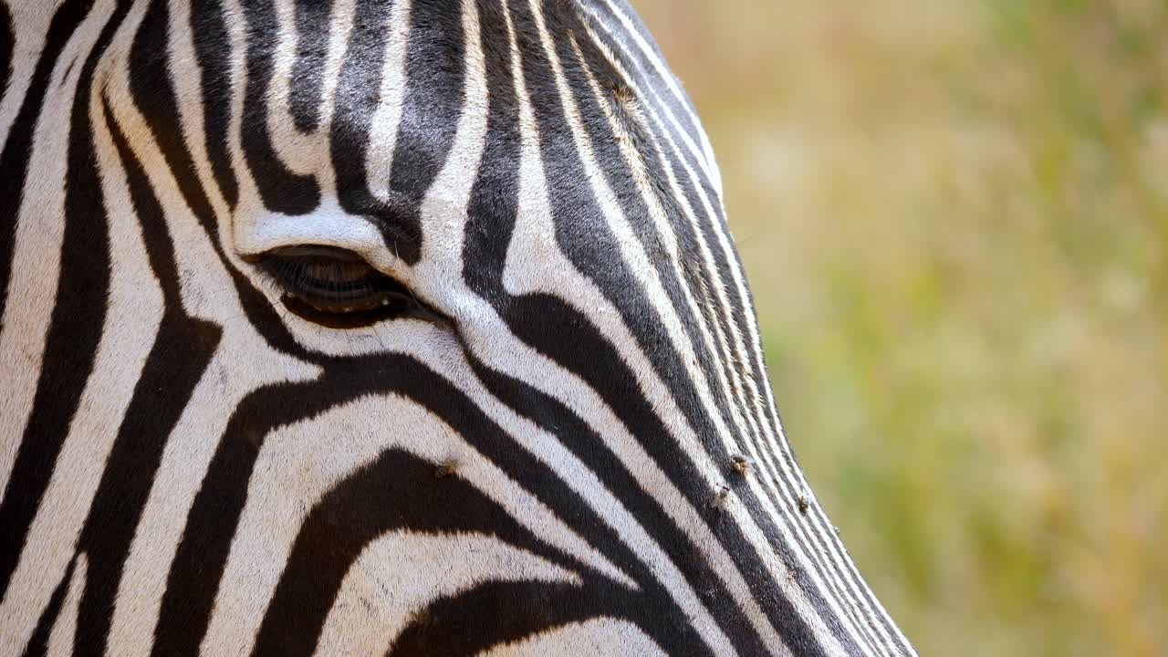 Close up A zebra head standing in a meadow surrounded by dozens of flies