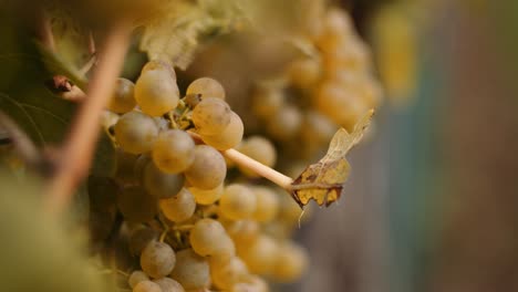 close-up shot of white wine grapes in a vineyard row moving in breeze