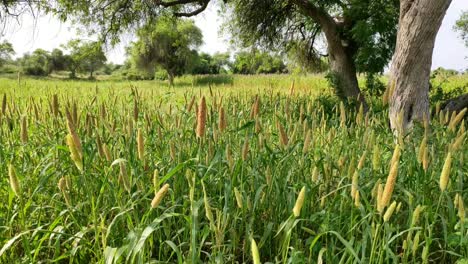 Beautiful-Bajara-crop-moving-by-Air-flow-in-morning-2