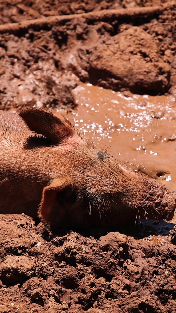 Close-up of a Piglet Resting in Mud on a Sunny Day