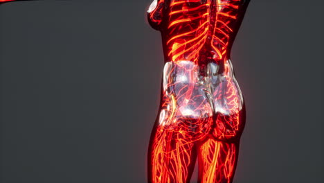 sistema circulatorio humano con anatomía del corazón y los vasos