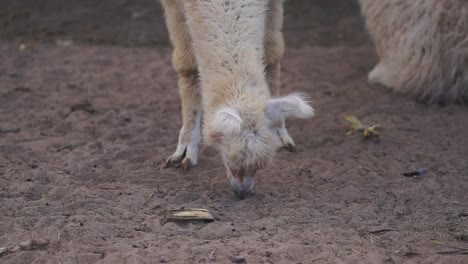 a serene white llama eating peacefully, with llamas in the background