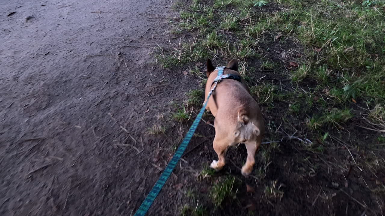 French Bulldog With Leash Walking On Dirt Road In Jastrzebia Gora, Poland.. - rear view, POV