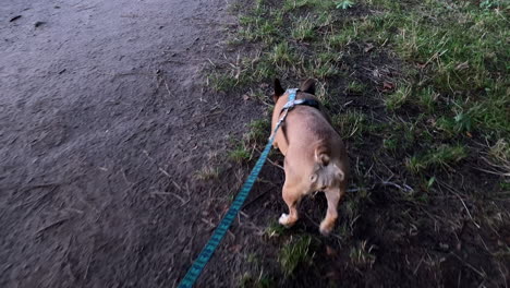 french bulldog with leash walking on dirt road in jastrzebia gora, poland.. - rear view, pov