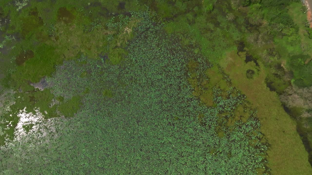Vista aerea con drone dello Sri Lanka di fitte piante di loto che coprono l'acqua delle zone umide creando uno sfondo astratto con texture verde