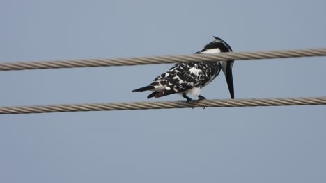 pied kingfisher in pond area .