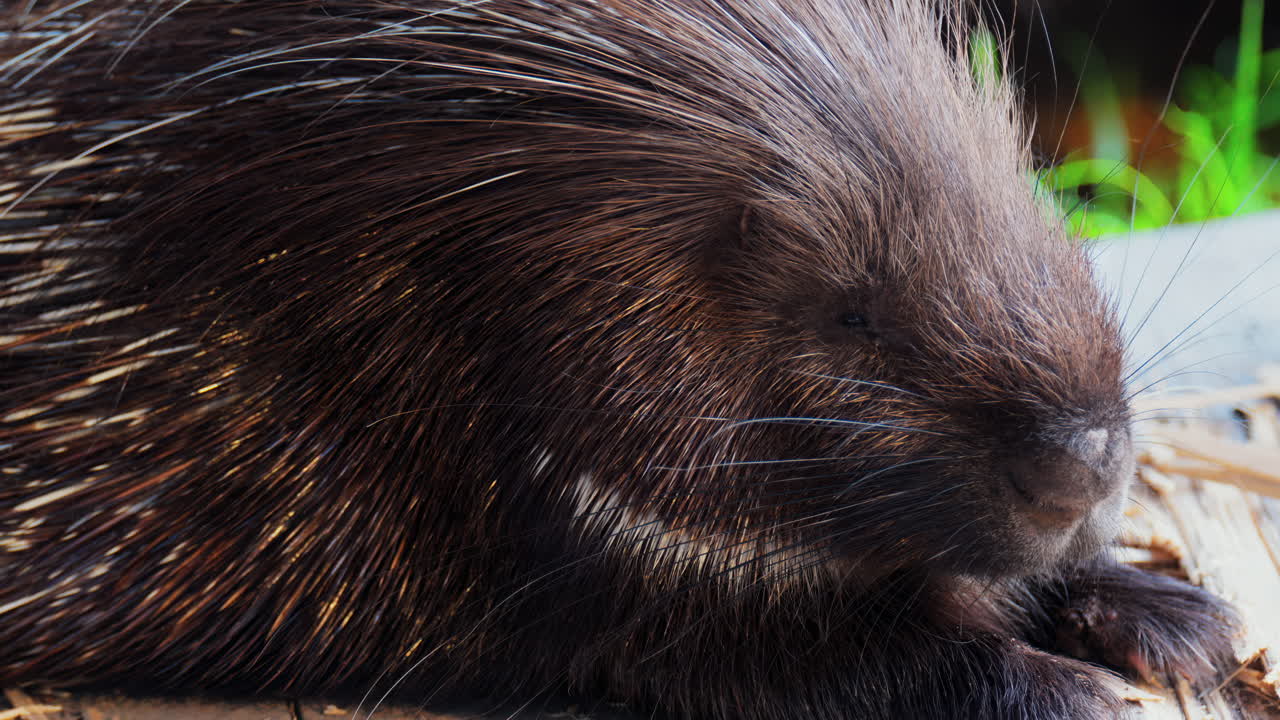 Close up of a porcupine sitting on a wooden platform at the zoo