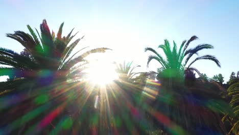 toma de drones de múltiples palmeras que se desplazan a la derecha durante la hora dorada de la puesta de sol con el sol asomándose a través de las palmeras y cielos azules claros en los ángeles, parque de california
