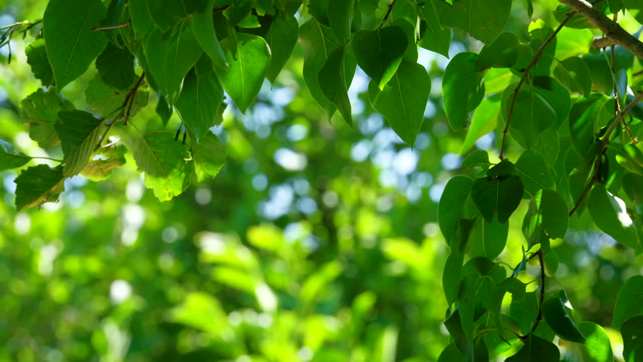 View of foliage with a background of more leaves and sky The leaves are the primary focus creating a dense and natural scene with light filtering through