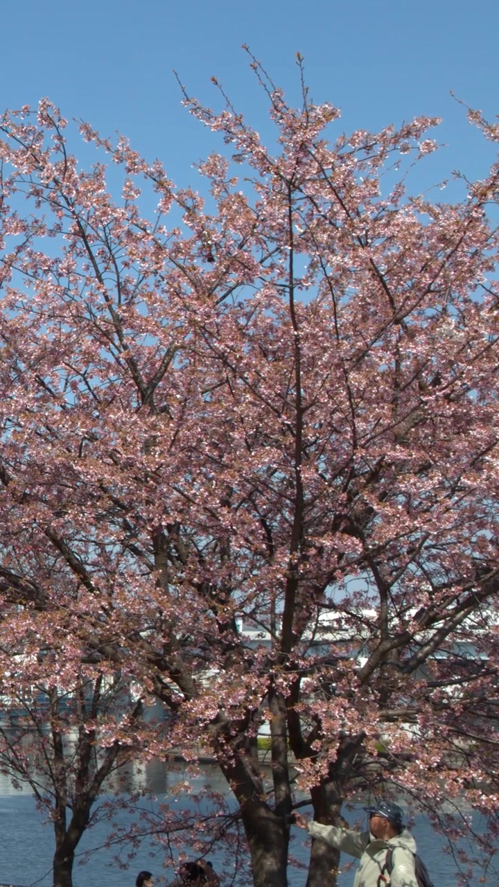Vivaci alberi di sakura rosa fioriscono sotto un cielo azzurro limpido vicino a un fiume a Tokyo.