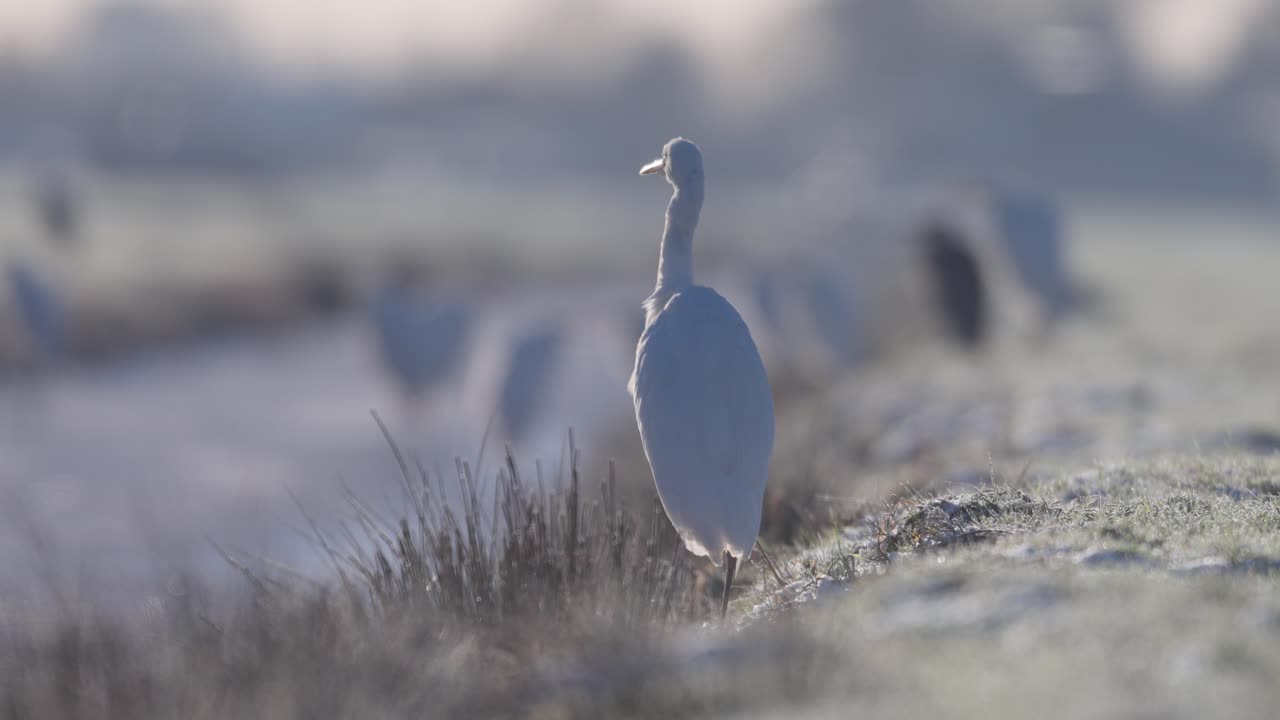 Egrets on Frozen Water
