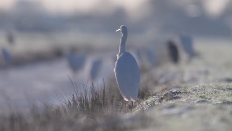 egrets on frozen water