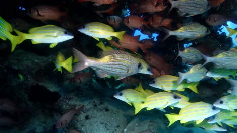 Blau-Gestreifte-Meerbarsche-Und-Soldatenfische-Schwimmen-Hautnah-Unter-Korallenfelsen-Auf-Der-Insel-Mauritius