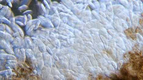 alta densidad de protozoos paramecium unicelulares bajo el microscopio