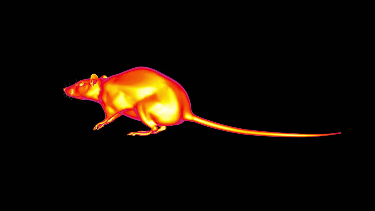 Infraröd bild av råtta som sprider Hantavirus och Orthohantavirus