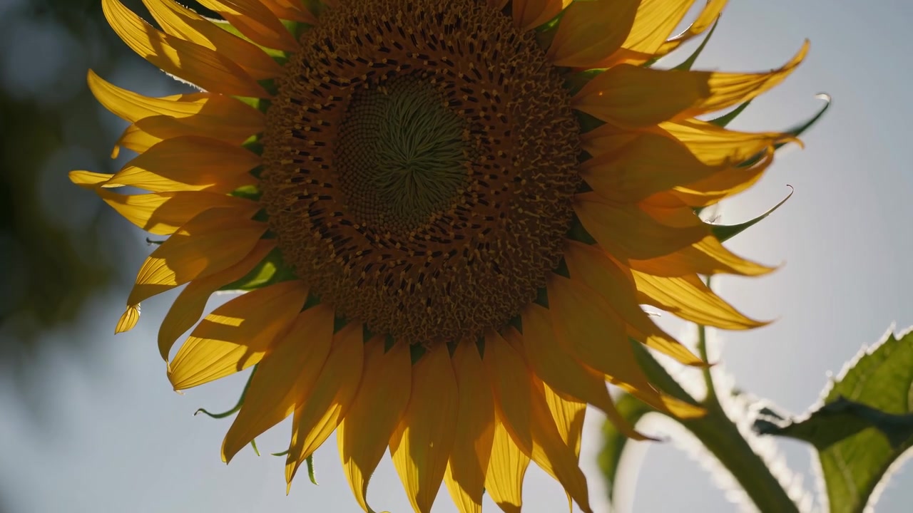 Girassol Vibrante em Contraluz com Luz Solar Dourada