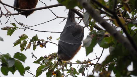 Murciélago-De-La-Fruta-Zorro-Volador-Colgando-Boca-Abajo-De-La-Rama-De-Un-árbol-Durmiendo,-Primer-Plano,-Día-Maffra,-Victoria,-Australia