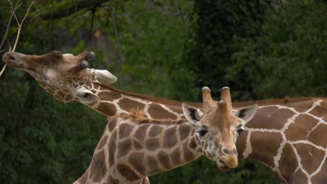 dos jirafas alimentándose una al lado de la otra en las verdes praderas de áfrica