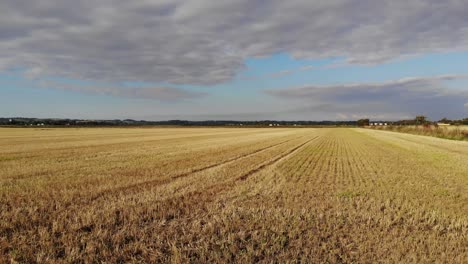 Aerial-view-of-golden-fields-with-brown-mold-close-to-Sejerøbugten-in-Odsherred