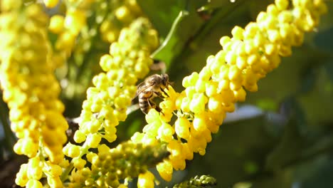 macro: abeja polinizando una uva china en un día soleado