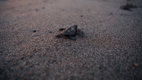 Tortuga-Bebé-Se-Arrastra-En-La-Playa-De-Arena-Hacia-El-Océano-Para-Sobrevivir,-Vista-Trasera