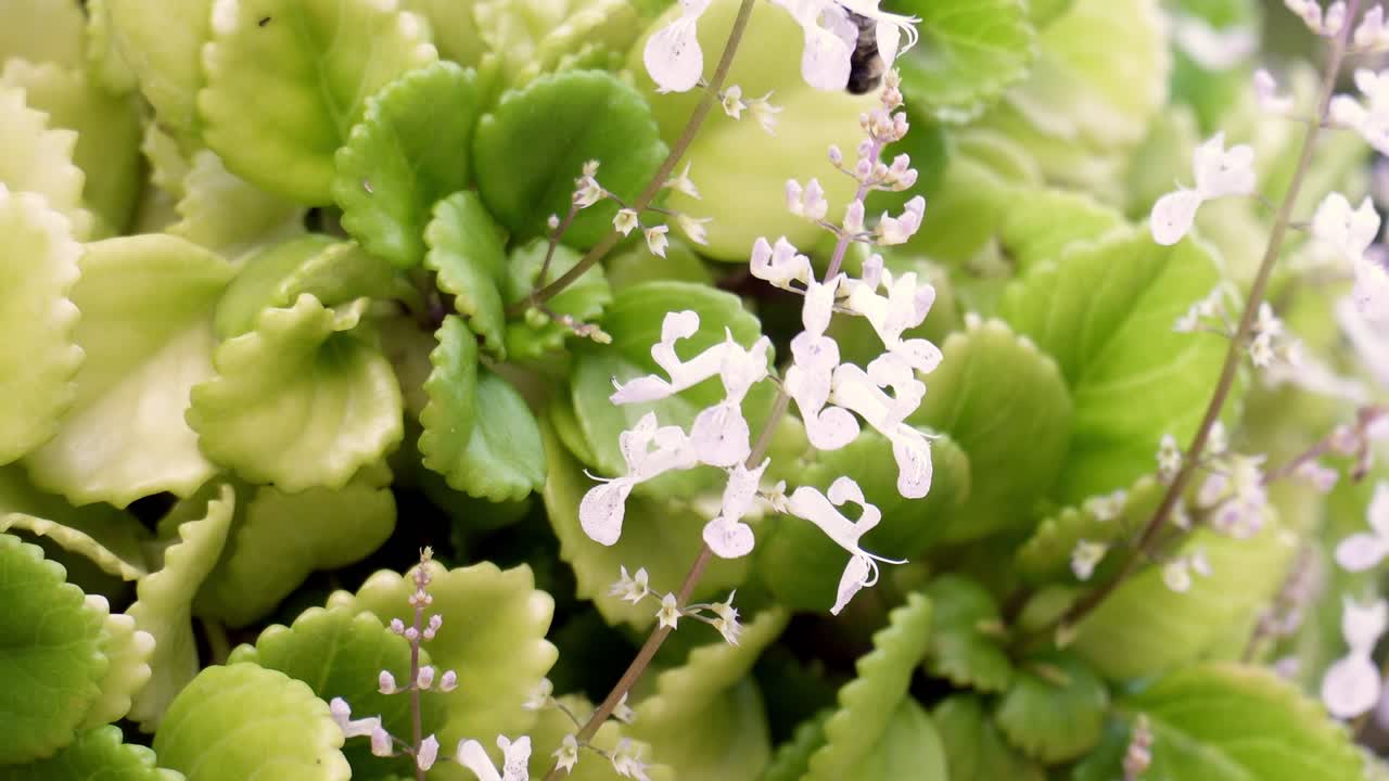 각 흰색 꽃에서 꿀을 마시는 코로 바쁜 벌은 차례로 식물을 수분하고, 꽃가루 자루가 있는 빠른 비행 줄무늬 벌