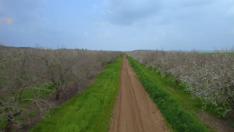 flight over the blossoming of an almond field, slow drone movement over a tractor driving path - phus in shot