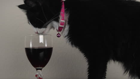 Un-Gato-Blanco-Y-Negro-Lame-El-Borde-De-Un-Vaso-Lleno-De-Vino-Tinto