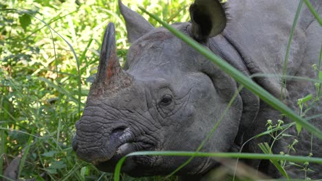 a close up head shot of the endangered one horned rhino in the tall grasses of the chitwan national park in nepal