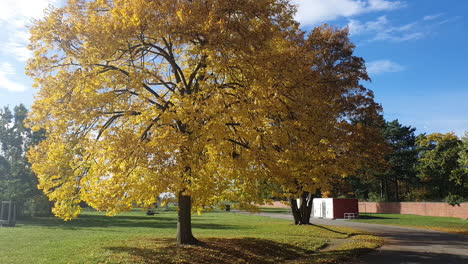 Vorwärtsfahren-Auf-Einer-Straße-Mit-Bäumen-Und-Blättern-In-Einem-Park-In-Berlin-Im-Herbst-HD-30-Fps-5-Sek