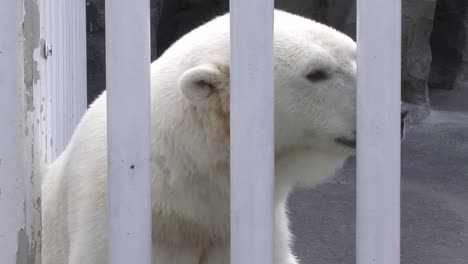 Oso-Polar-En-Cautiverio-En-Alaska