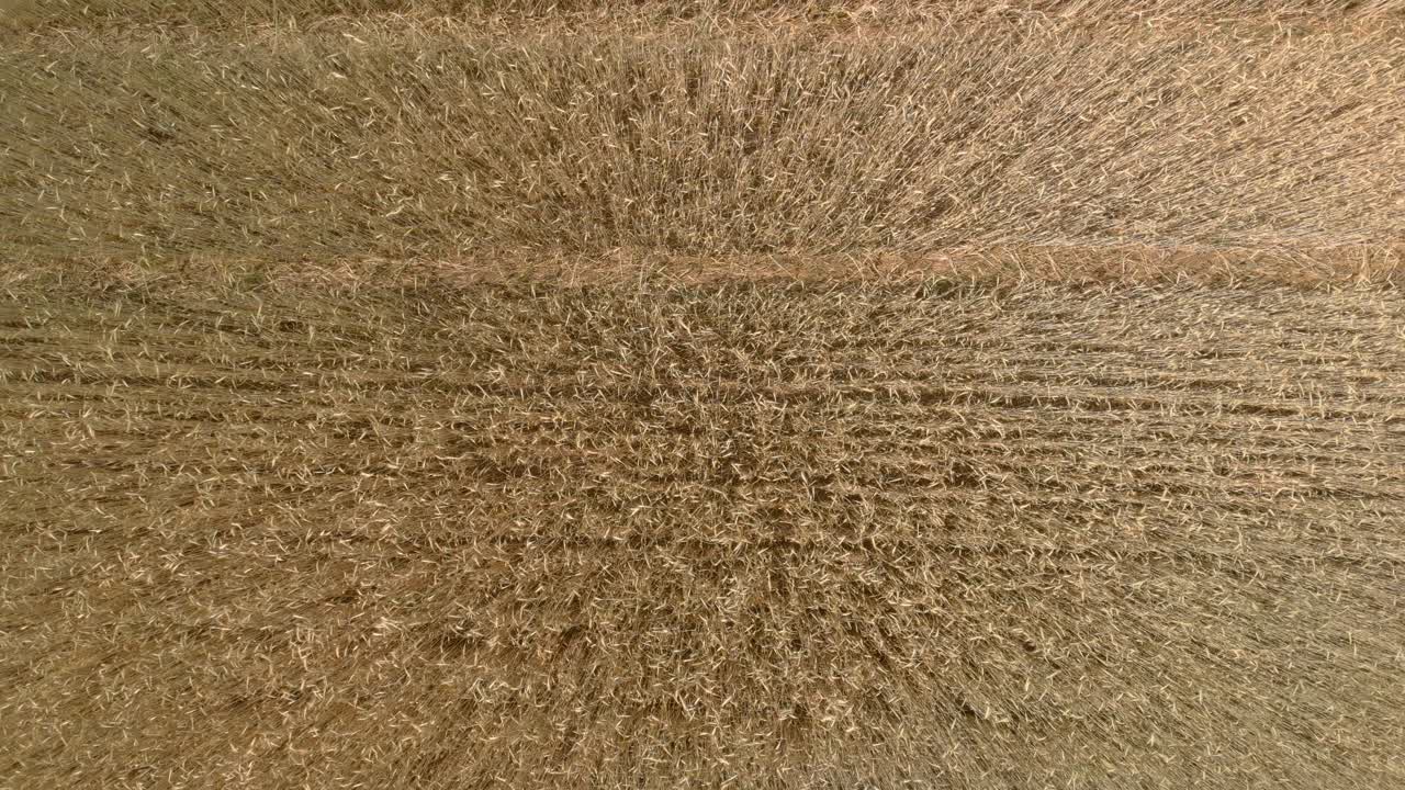 drone volando desde una granja de trigo en suecia