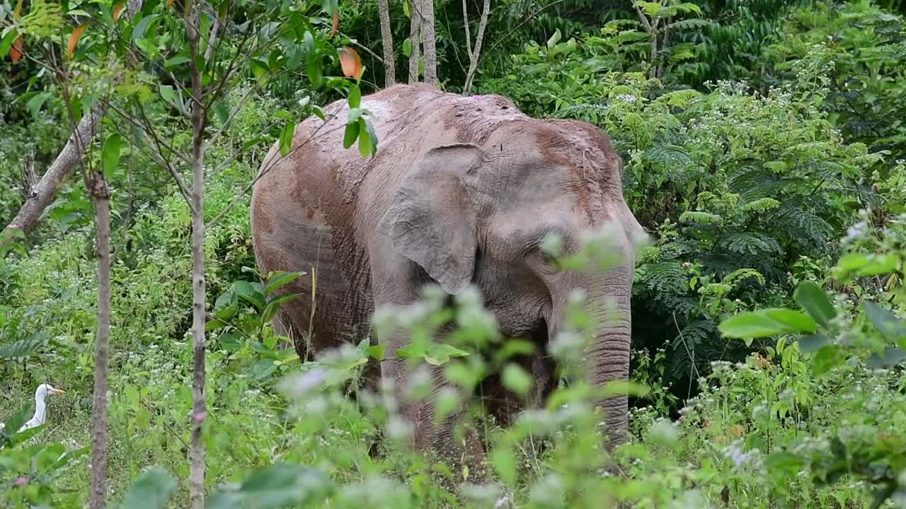 アジアゾウは絶滅危惧種であり、タイの居住者でもあります