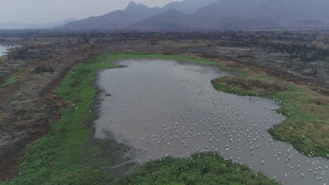 lagoon full of cranes in pantanal brazil after wildfire