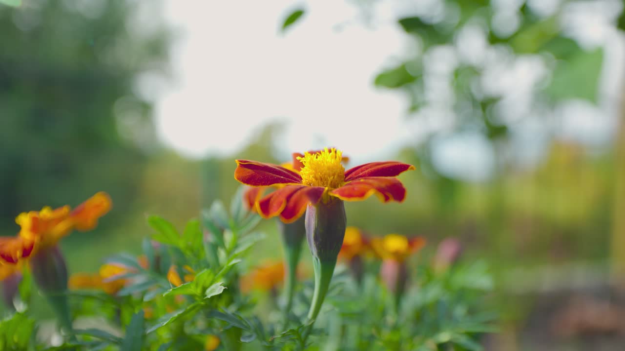 Vibrant red and yellow marigold flower bloom in a garden