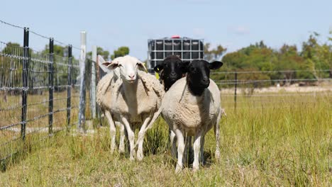 three sheep, one black, moving in a sunny field