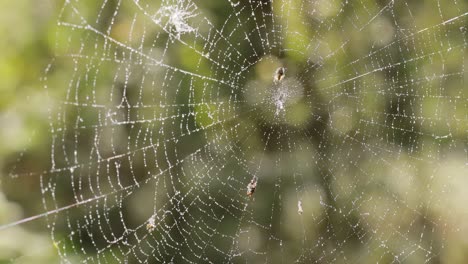 raindrops on the spider web. cobwebs in small drops of rain.